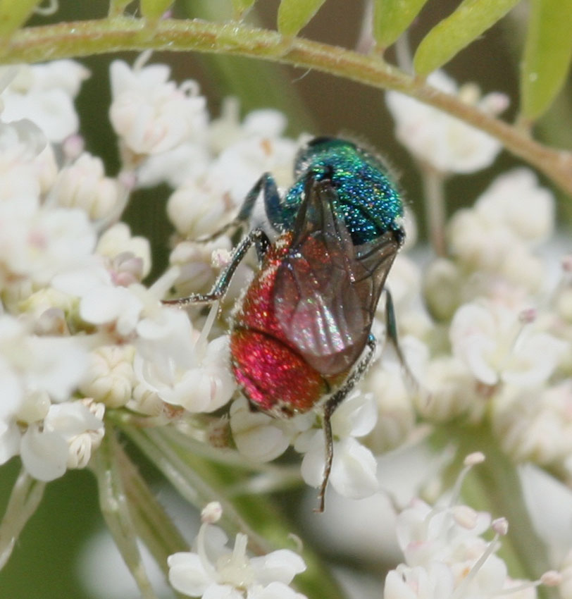 Chrysura sulcata e Chrysis semistriata (Chrysididae).